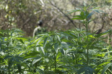 Quema de platio de Mariguana