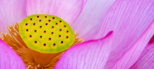 Close-up of lotus flower on the pond. For thousands of years the lotus flower has been admired as a sacred symbol.