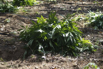 Quema de platio de Mariguana