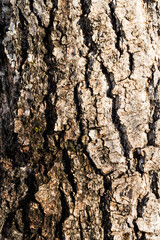 Tree Bark 