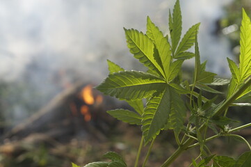 Mariguana