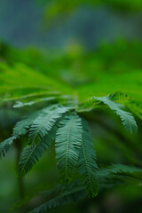 close up of fern leaf