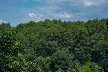 Fototapeta na wymiar green forest in the mountains