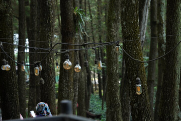 lights in the middle of the forest