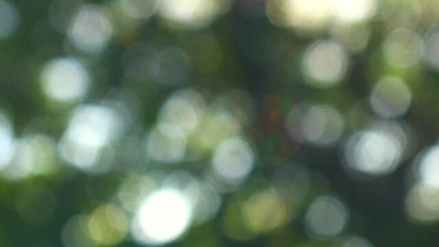 Abstract nature background. Blur shot of glowing green leaves in sunlight. 4K