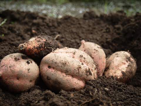 Anno Sweet Potato, Japanese Vegetables
