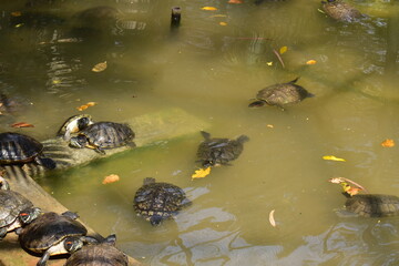 Tortoises near a pool in a national park.