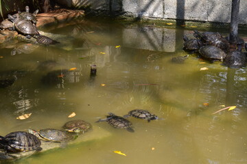 Tortoises near a pool in a national park.
