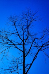 silhouette of a tree