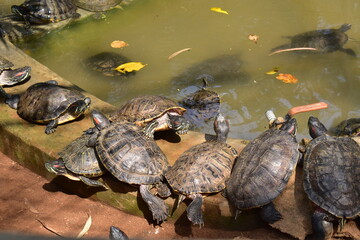 Obraz premium Tortoises near a pool in a national park.
