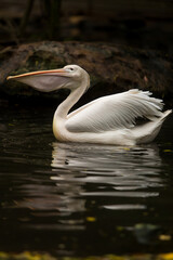 white pelican eating a fish in water