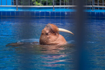 Walrus in the zoo Swimming in the pool with a children walrus