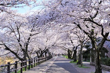 Fototapeta na wymiar 高田千本桜の桜並木