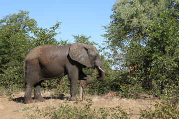 Afrikanischer Elefant / African elephant / Loxodonta africana