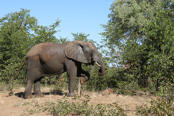 Fototapeta premium Afrikanischer Elefant / African elephant / Loxodonta africana