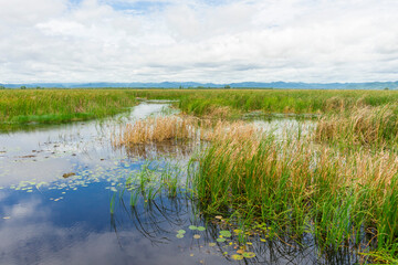 Beautiful overgrown typha plant at Khao Sam Roi Yod National Park, Thailand.