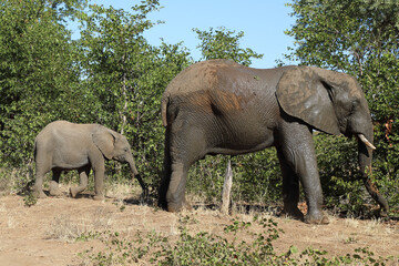 Fototapeta premium Afrikanischer Elefant / African elephant / Loxodonta africana.
