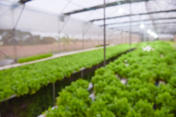Blurry image, plants in the greenhouse, fresh salad