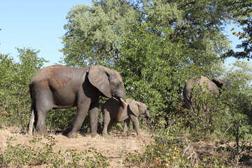 Afrikanischer Elefant / African elephant / Loxodonta africana.