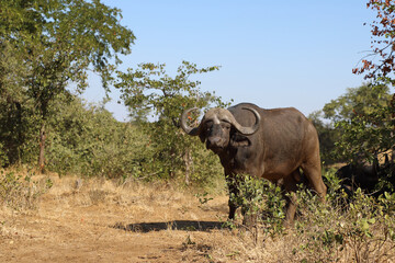 Fototapeta premium Kaffernbüffel / Buffalo / Syncerus caffer