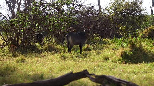 Waterback grazing