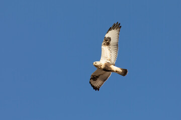 The rough-legged buzzard (Buteo lagopus), also called the rough-legged hawk in flight.