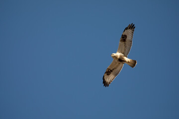 The rough-legged buzzard (Buteo lagopus), also called the rough-legged hawk in flight.