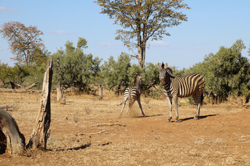 Steppenzebra / Burchell's Zebra / Equus burchellii...