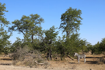 Steppenzebra / Burchell's zebra / Equus burchellii