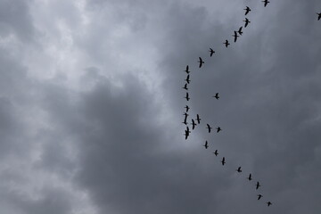 birds in flight