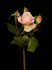Pink rose in bloom with three rose buds shot on black background in studio