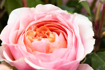 Close up of pink rose shot in studio