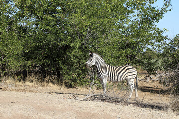 Steppenzebra / Burchell's zebra / Equus burchellii