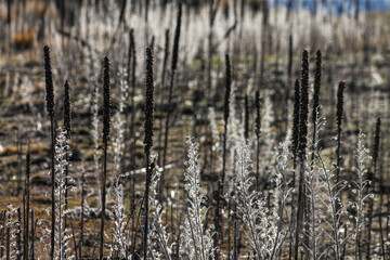 Obraz premium wild plants