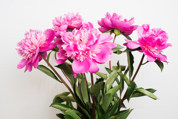Fototapeta premium Paeonia lactiflora ‘Pink Parfait' bunch of flowers close up taken in studio on white background
