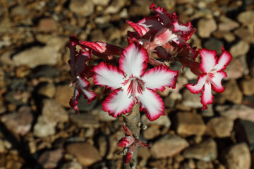 Wüstenrose / Impala lily / Adenium obesum