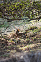 rabbit in the wilderness 