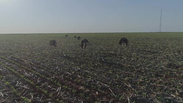 Big bird rhea chases drone pov in soy crop field