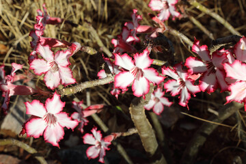Wüstenrose / Impala lily / Adenium obesum