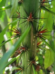 cactus close up