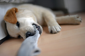 Cute mixed breed puppy playing with stolen sock at home