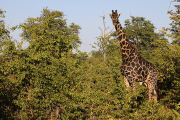 Giraffe / Giraffe / Giraffa Camelopardalis