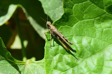 Locust grasshopper on green plant leaf, close up insect animal background wallpaper   