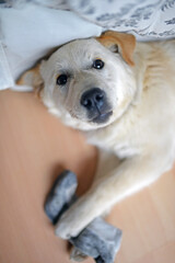 Cute mixed breed puppy playing with stolen sock at home