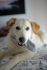 Cute mixed breed puppy playing with stolen sock at home