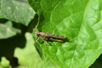 Locust grasshopper on green plant leaf, close up insect animal background wallpaper   