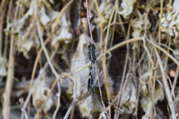 Black Dragonfly on green plant leaf. insect animal close up background wallpaper