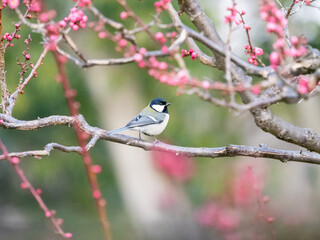 紅梅とシジュウカラ