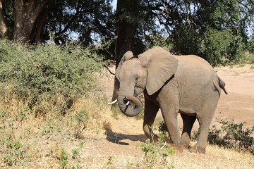 Fototapeta premium Afrikanischer Elefant / African elephant / Loxodonta africana