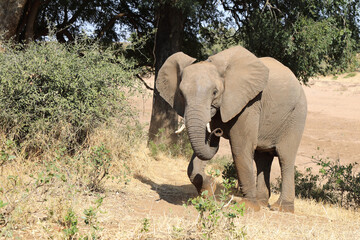 Afrikanischer Elefant / African elephant / Loxodonta africana